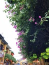 Hoi An with green lanterns and bougainvillea Royalty Free Stock Photo